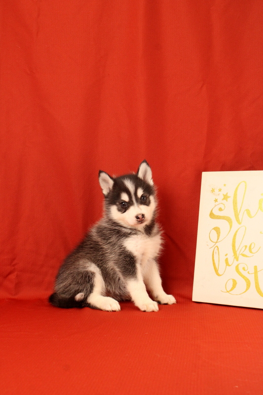 puppy, for, sale, Pomsky, Matthew B. Stoltzfus, dog, breeder, Gap, PA, dog-breeder, puppy-for-sale, forsale, nearby, find, puppyfind, locator, puppylocator, aca